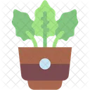 Calathea Plant Pot Home Decoration Symbol