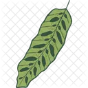 Calathea Lancifolia Tropical Plants Tropical Leaves Icon