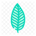 Calathea Leaf Tropical Tree Palm Icon