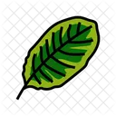 Calathea Leaf Calathea Tropical Icône