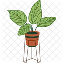 Calathea  Icon
