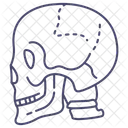 Cráneo  Icono