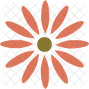 Calendula Flower  Icon