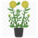 Calendula Potted Plant  Icon