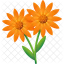 Calendula wintersun  Icon