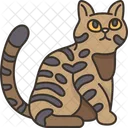 California Spangled Cat  Icon
