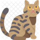California Spangled Cat  Icon