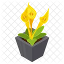 Calla Flower  Icon