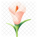 Calla Lily Flower Nature Icon