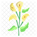 Calla Lily Flower Blossom Icon