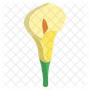 Calla Lily Flower Flowers Icon