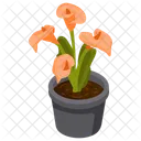 Calla Lily  Icon