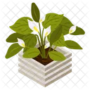 Calla Lily  Icon