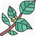 Callaloo Leafy Green Icon