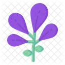 Calypso Orchid  Icon