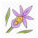 Calypso Orchid Blossom Botanic Icon