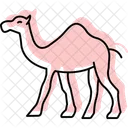 Camel Mammal Desert Icon