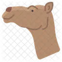 Camello  Icono