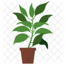 Camphor Potted Plant  Icon