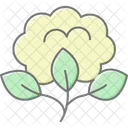 Campo De Algodao Organico Organico Algodao Icon
