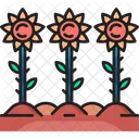 Campo de girasol  Icono