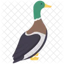 Canard Colvert Oiseau Icon