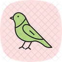 Canari  Icône