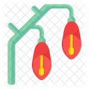 Canarina Flowers  Icon