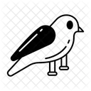 Canario  Icono