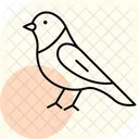 Canário  Ícone