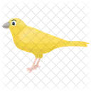 Canary Domestic Canary Songbird Icon