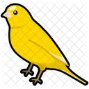 Canary  Icône