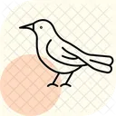 Zorzal Pajaro Canto Icono