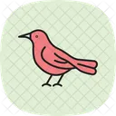 Zorzal Pajaro Canto Icono