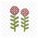 Candytuft Icon