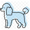 Caniche Perro Mascota Icono