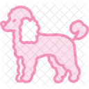 Caniche Perro Mascota Icono