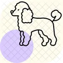 Caniche Perro Mascota Icono