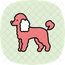 Caniche Perro Mascota Icono