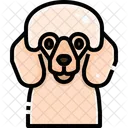 Caniche  Icono