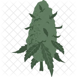 Cannabis bud  Icon