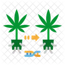Cannabis Cloning  Icon