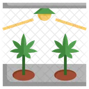 Cannabis Farm  Icon