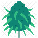 Cannabis Marijuana Plant Icon