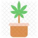 Cannabis Plant Pot  Icon