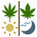 Cannabis Marijuana Sativa Icon
