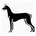 Cão faraó  Ícone