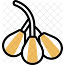 Caperberry Caper  Icon