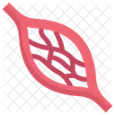 Anatomy Organ Biology Icon