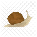 Caracol Animal Concha Icon